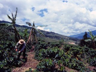 Columbia Coffee Farms Travel