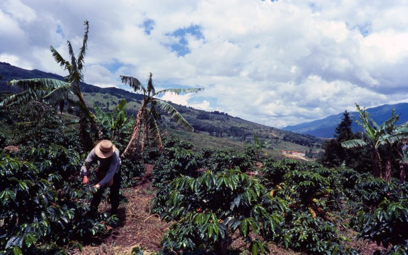 Columbia Coffee Farms Travel
