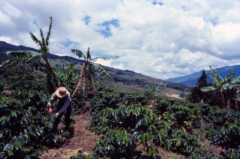 Columbia Coffee Farms Travel
