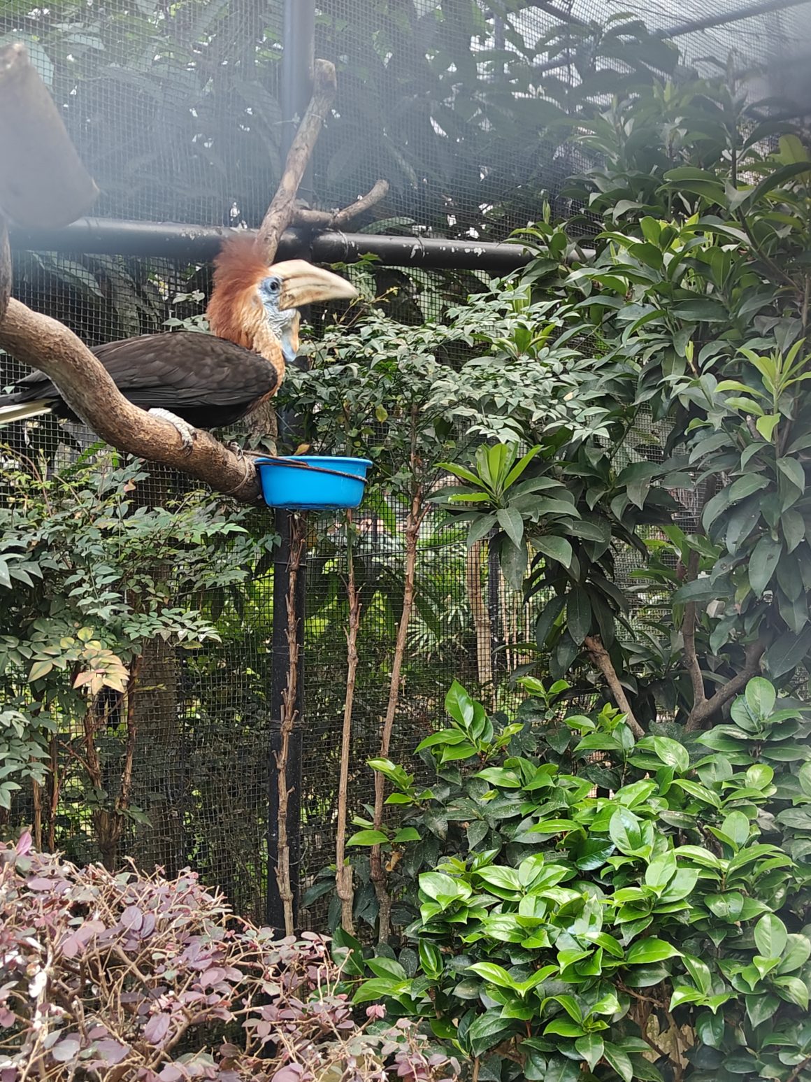 Hong Kong  Unique Birds