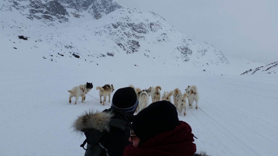 Greenland dogs