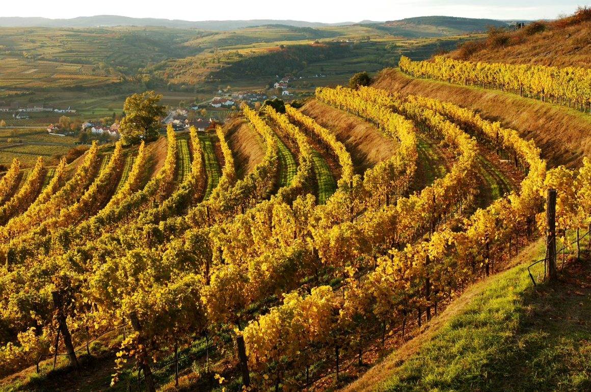 Weingut Schloss Gobelsburg 