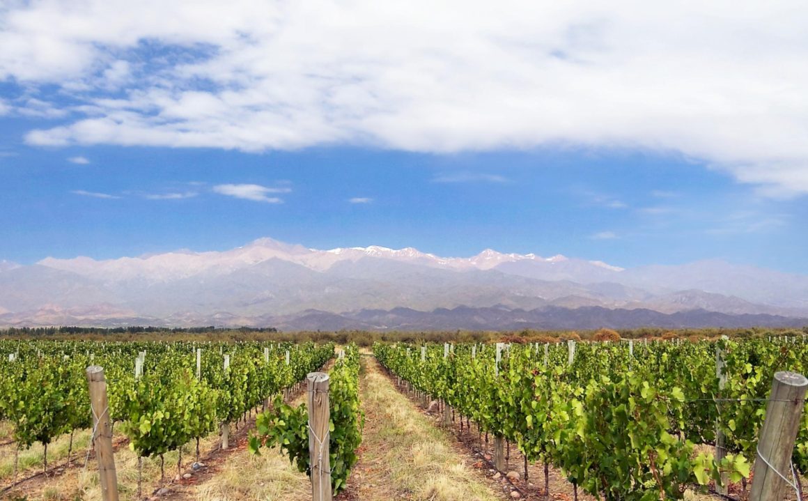 Wine Region Mendoza Vineyard Argentina