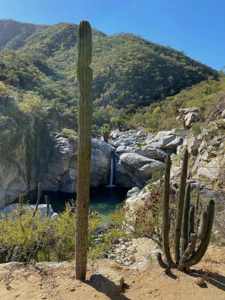 Placering: Rancho Ecologico Sol de Mayo, 23500 Santiago, Baja California Sur