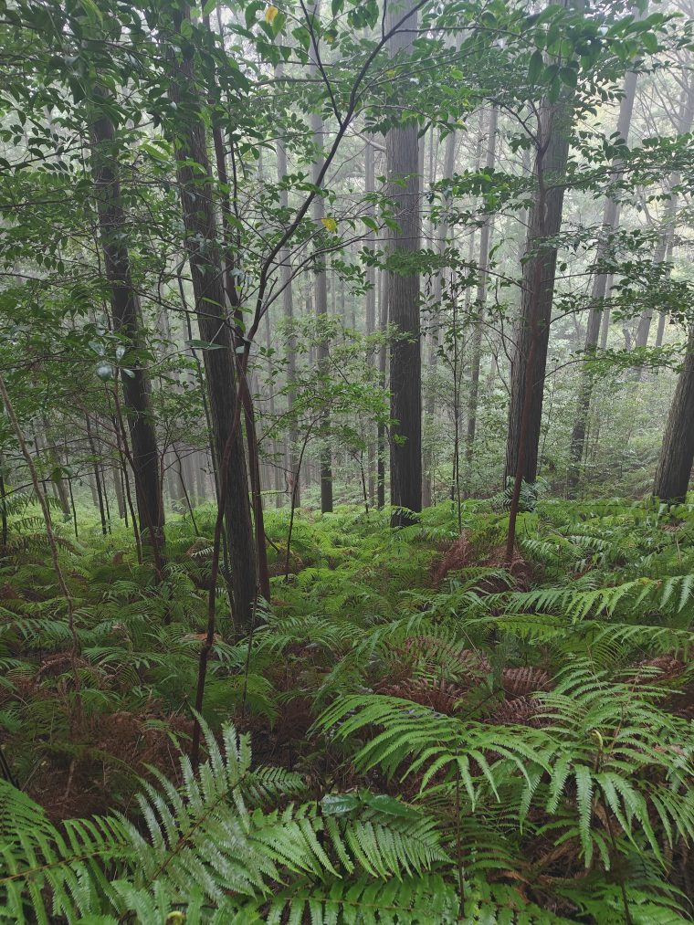 Placering: 5182-1 Arai, Owariasahi-shi, Aichi