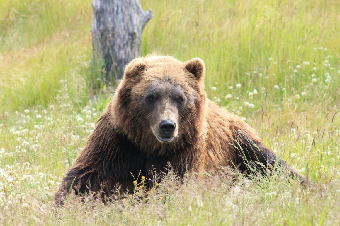 A brown bear in Alaska, USA.