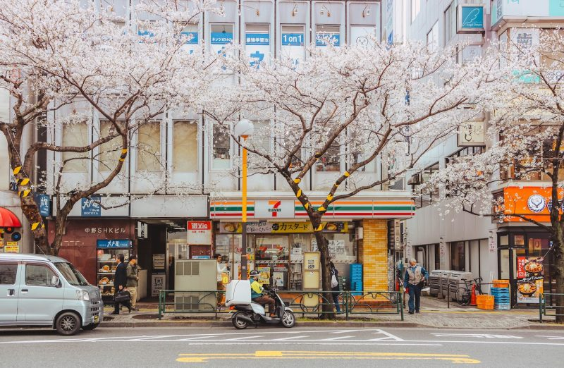 Kwiat wiśni w Japonii