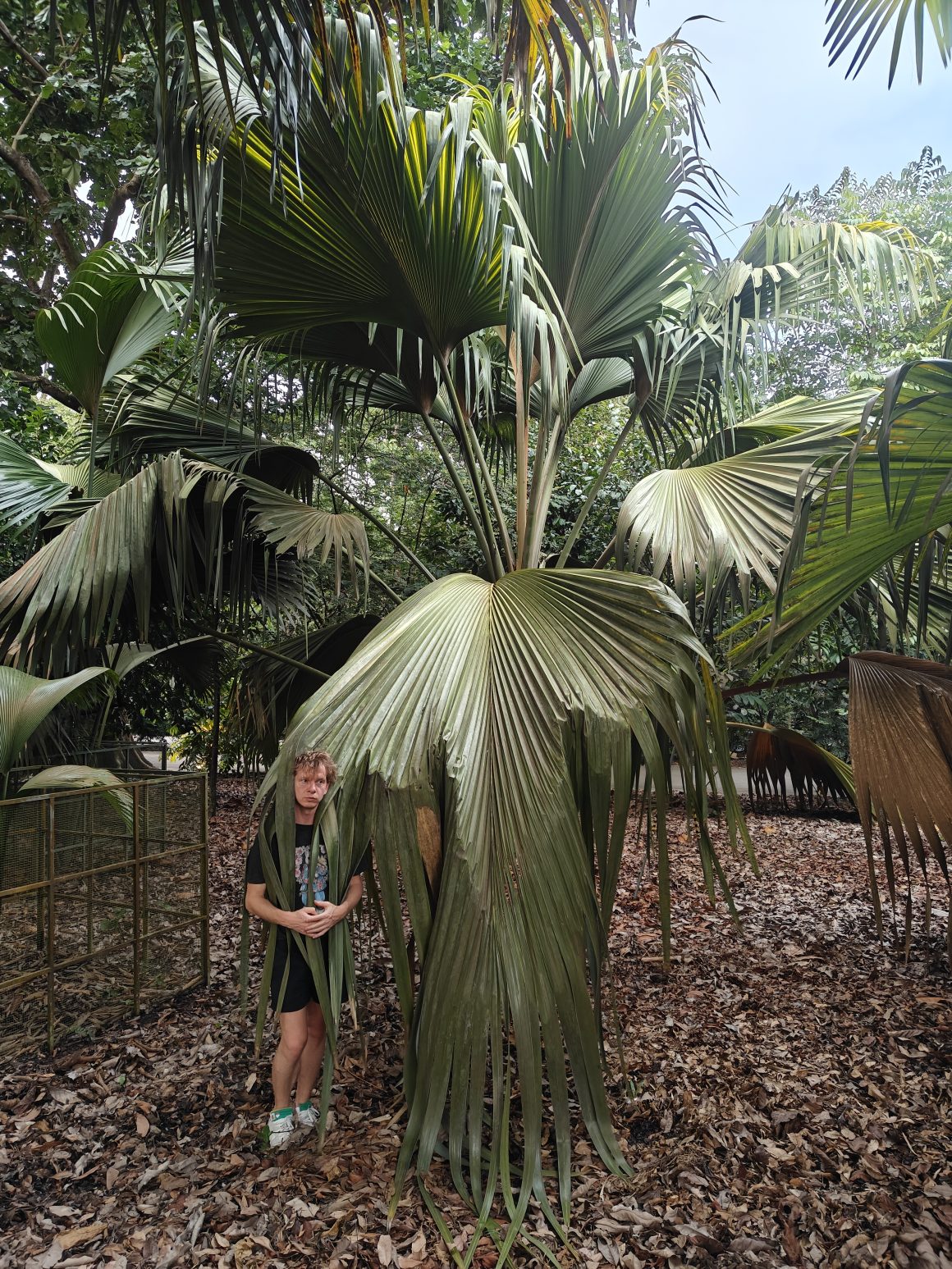 Singapore Botanic Gardens
