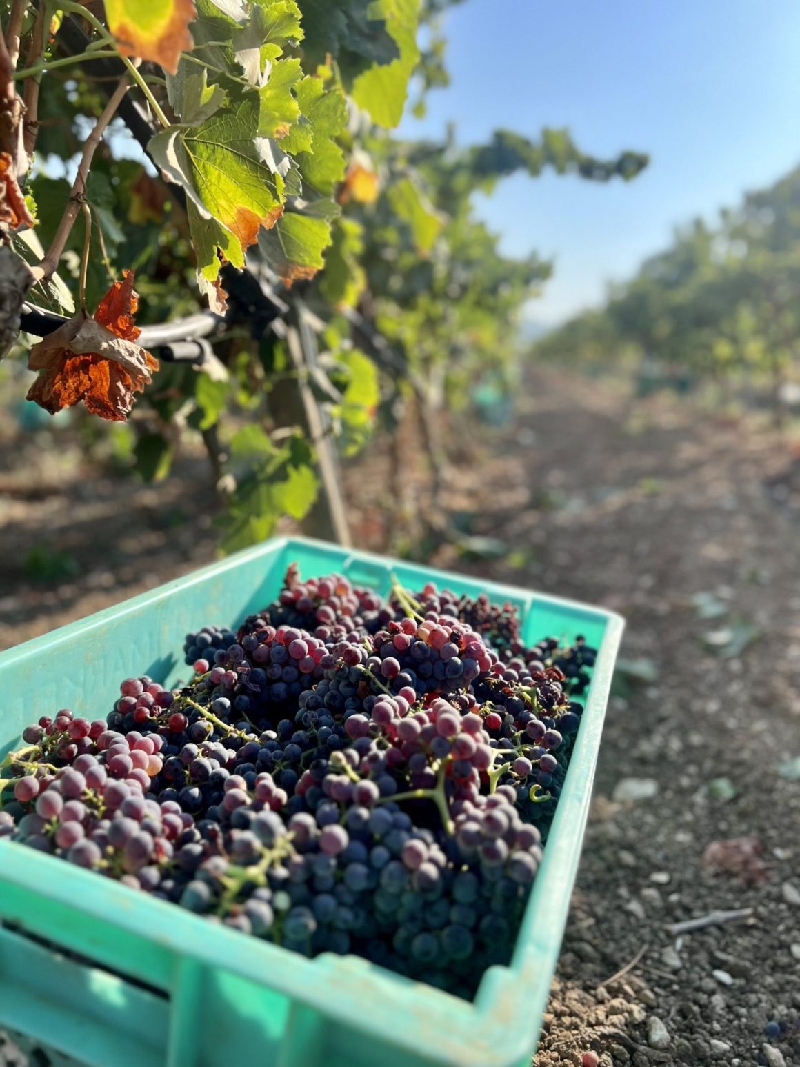 Markus Divinus wineyards