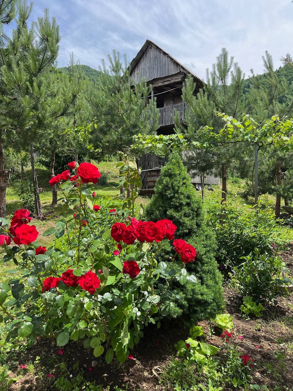 Семья Ревази Шавишвили в деревне Вайо