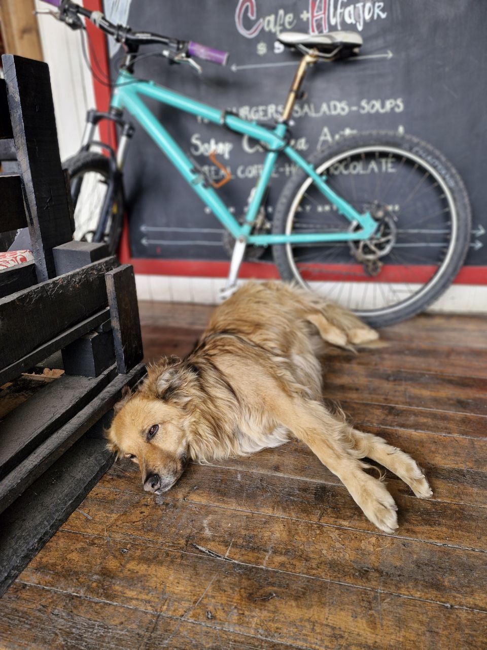 Собаки - атмосфера в Пуэрто Наталес