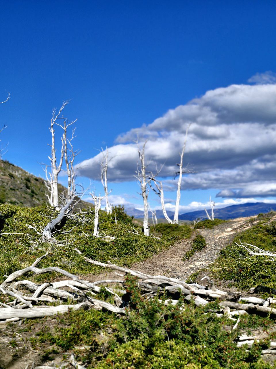 W-трек в Чили