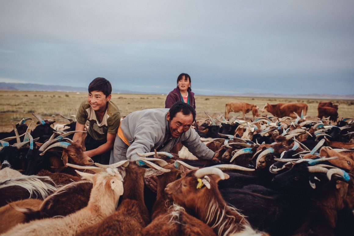 Козоводы, пасущие большое стадо в монгольской степи на фоне далеких холмов.