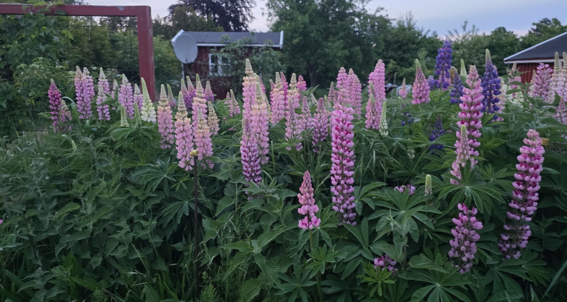plants finder Picturethis app