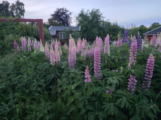 plants finder Picturethis app