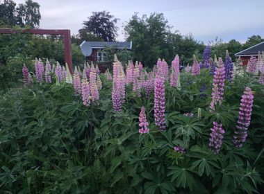 plants finder Picturethis app