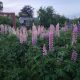 plants finder Picturethis app