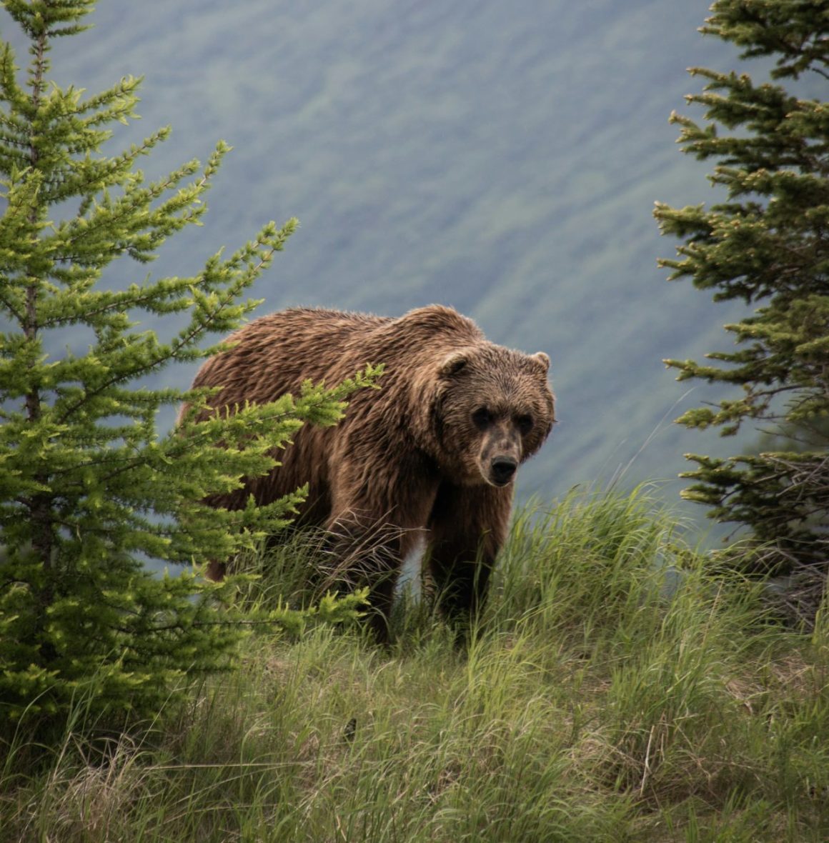 Bear viewing