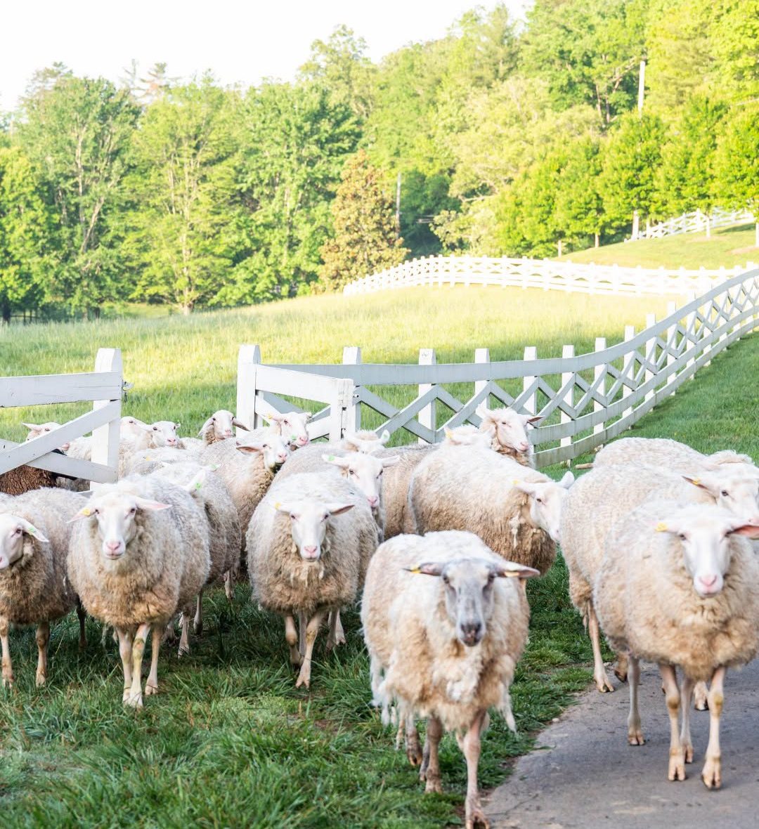 Blackberry Farm﻿