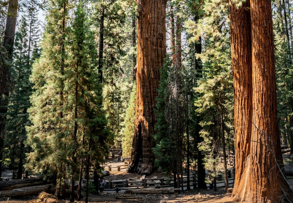 General Sherman tree
