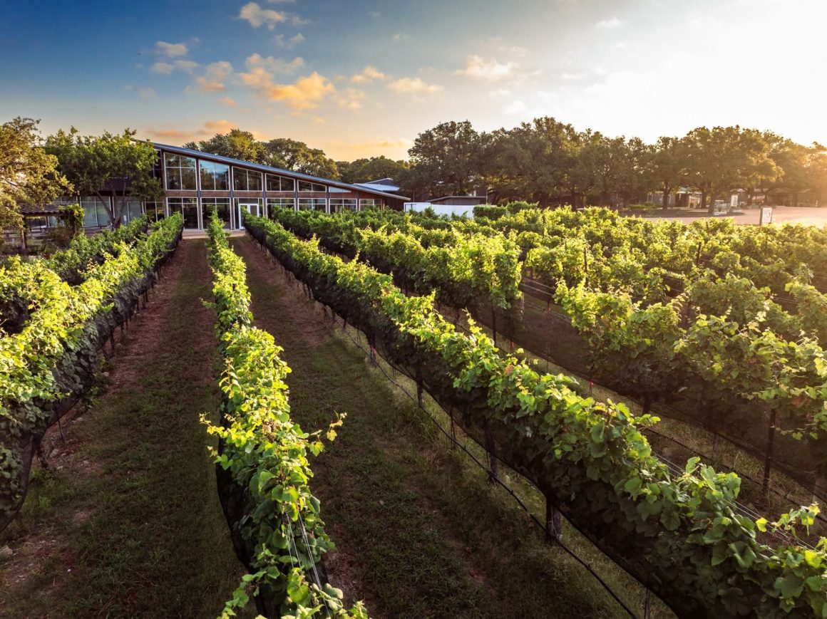 Texas Hill Country Wine