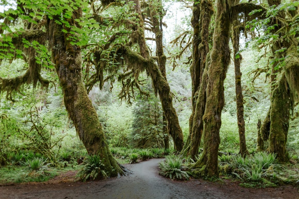 Hoh Rainforest mosses