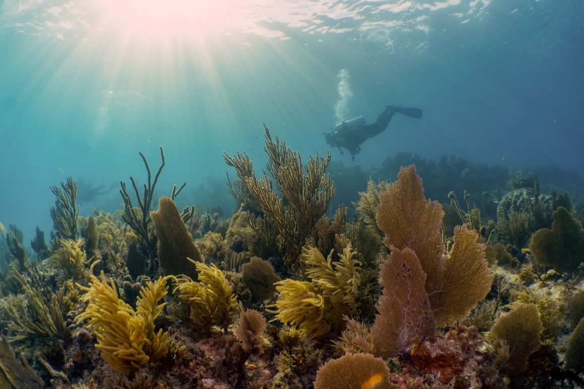John Pennekamp Coral Reef State Park
