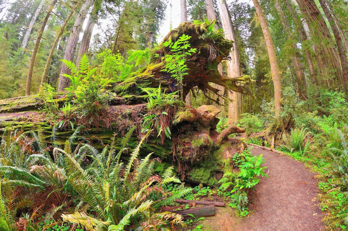Redwood National Park