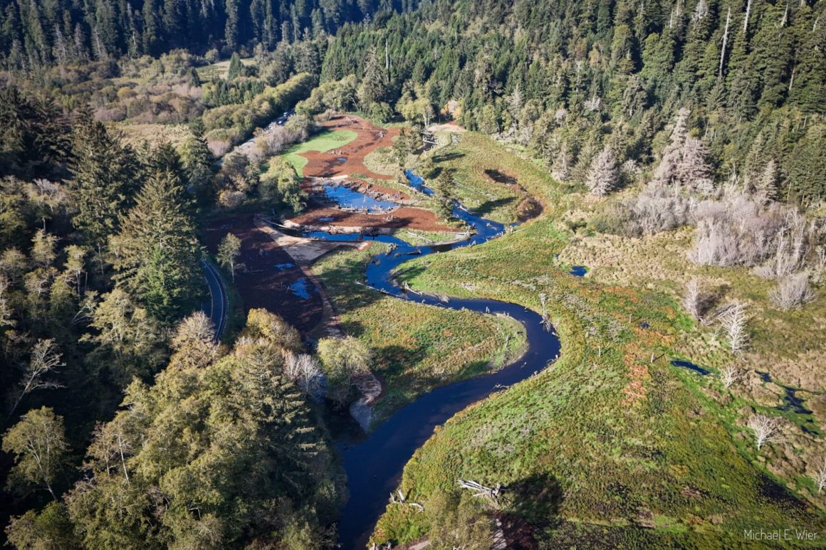 coast redwoods