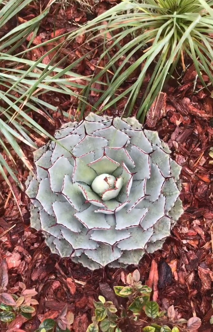 .instagram.com/the_lisboan_gardener