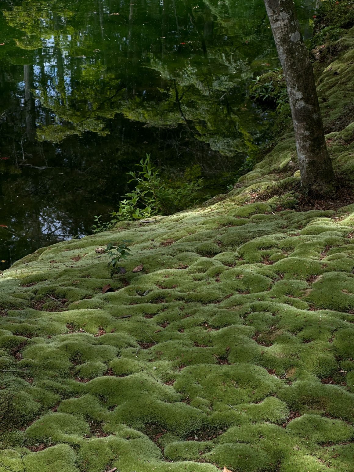 Moss-covered shoreline beside a tranquil pond in a Japanese garden