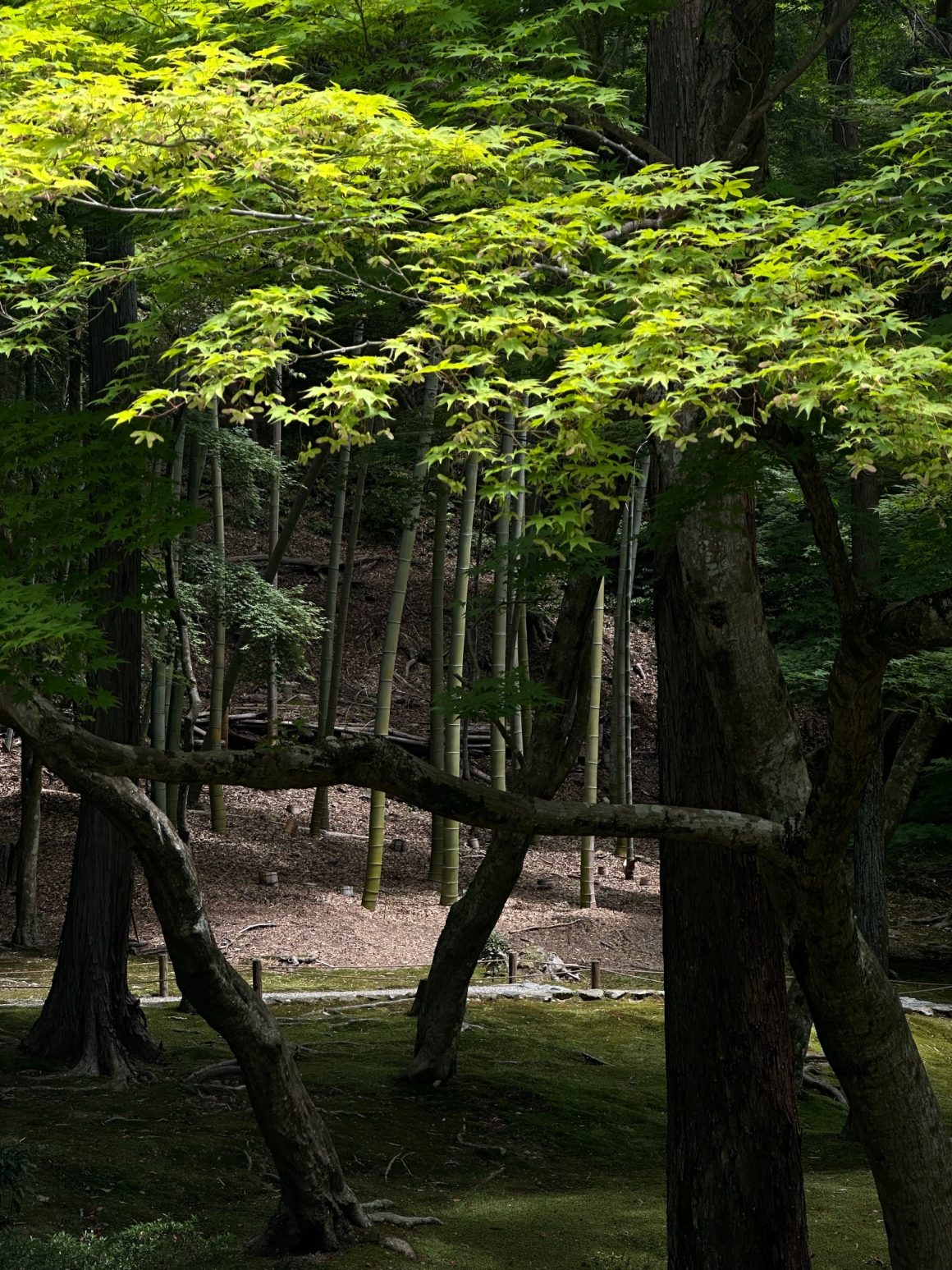 Bamboo grove and maple trees in a peaceful Kyoto garden