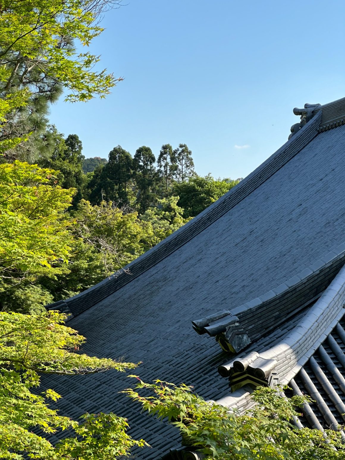 Traditional wooden temple roof surrounded by maple trees in Kyoto