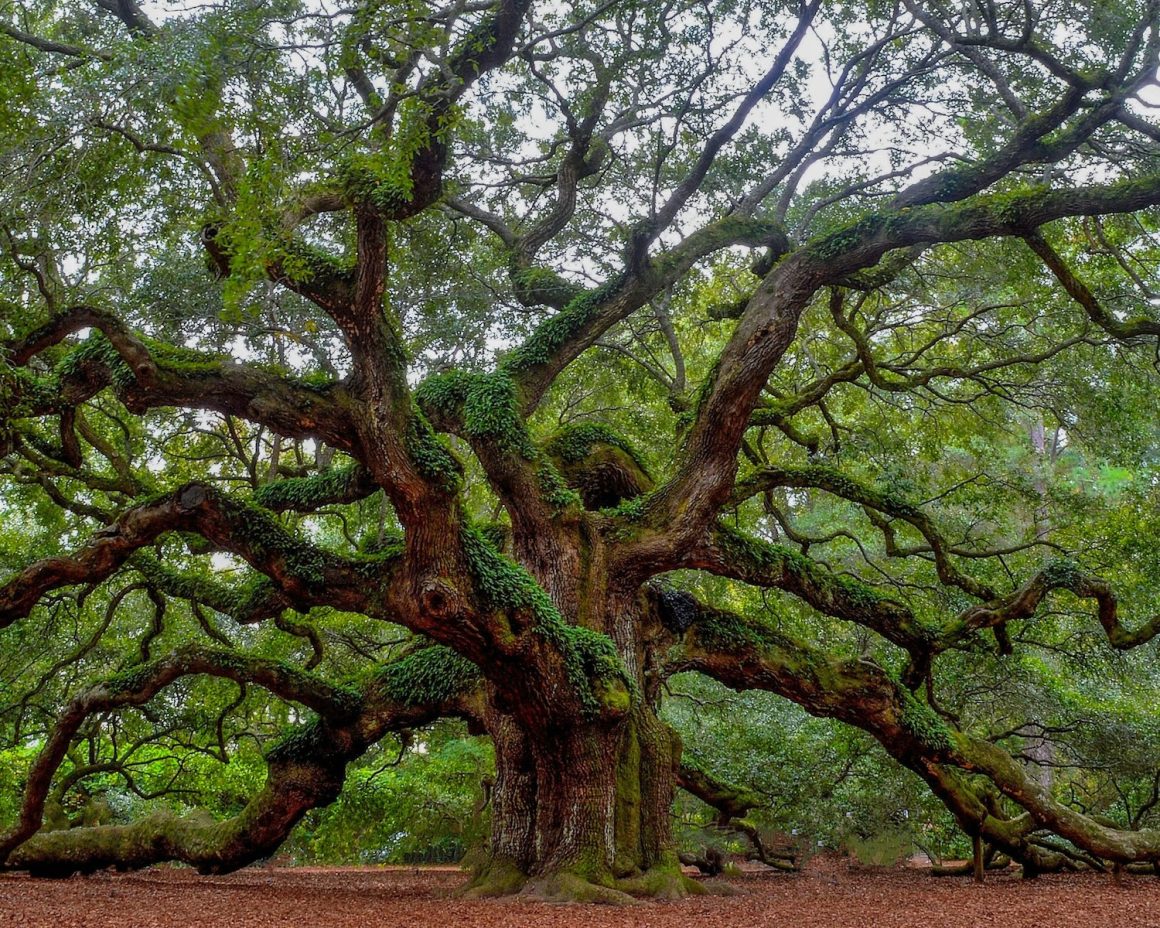 Angel Oak Tree