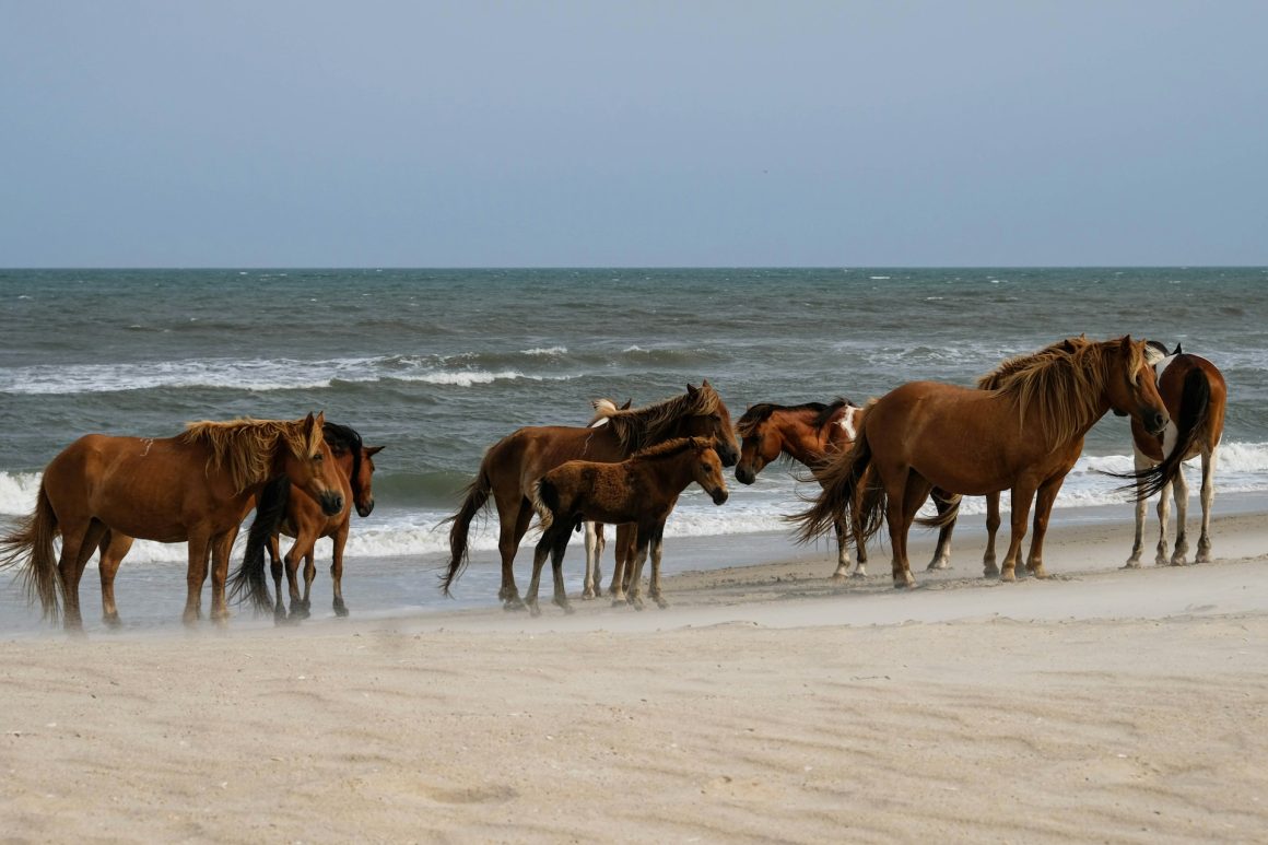 Assateague Island wild ponies