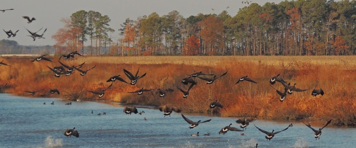Blackwater National Wildlife Refuge