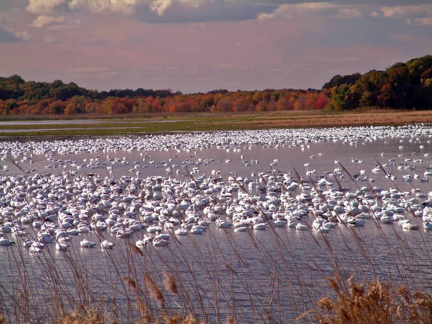 Bombay Hook National Wildlife Refuge