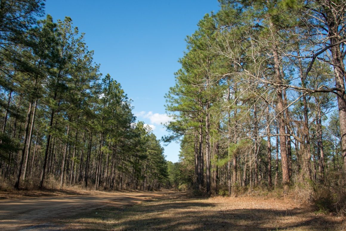 Kisatchie National Forest