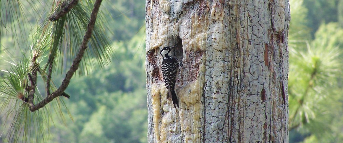 Okefenokee National Wildlife Refuge