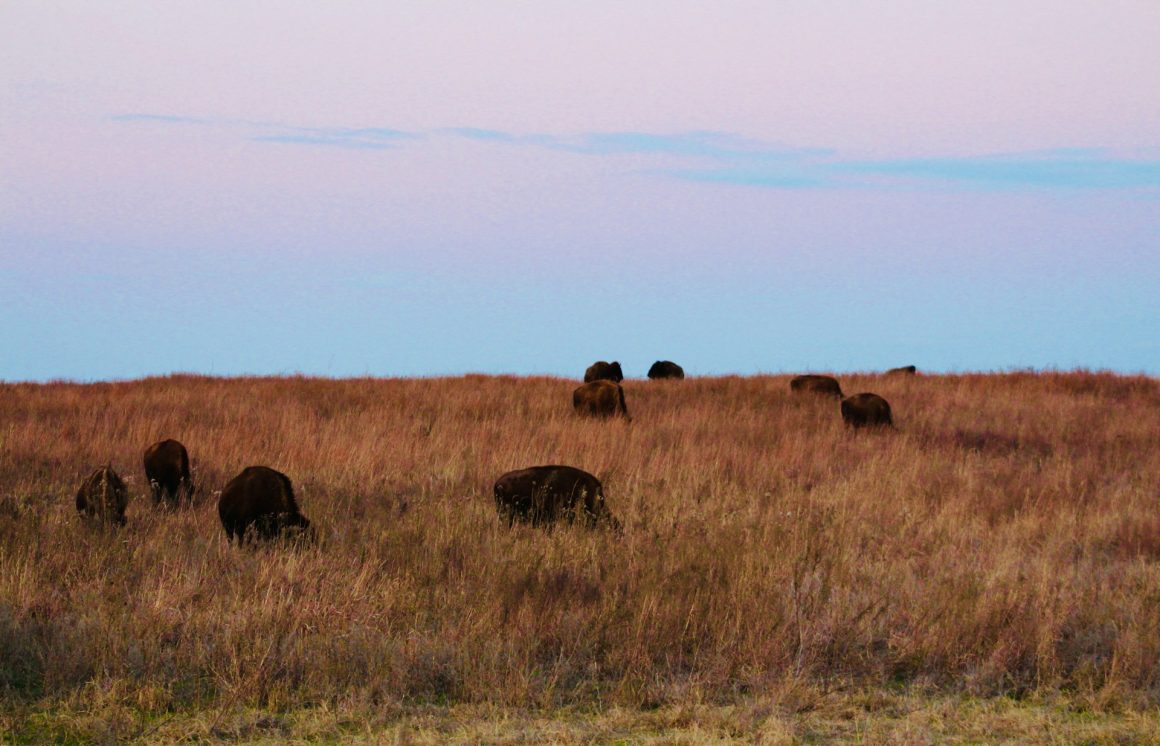 Tallgrass Prairie National Preserve