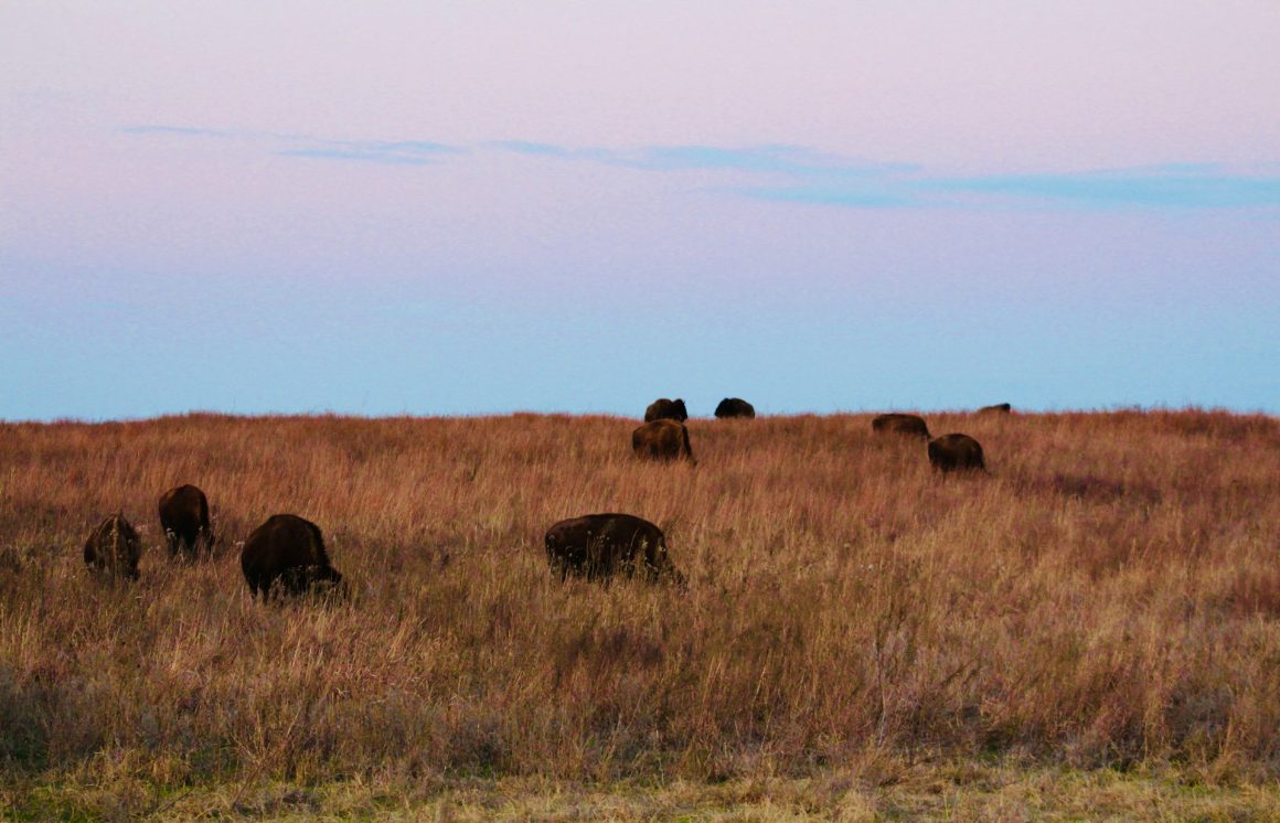Tallgrass Prairie Preserve