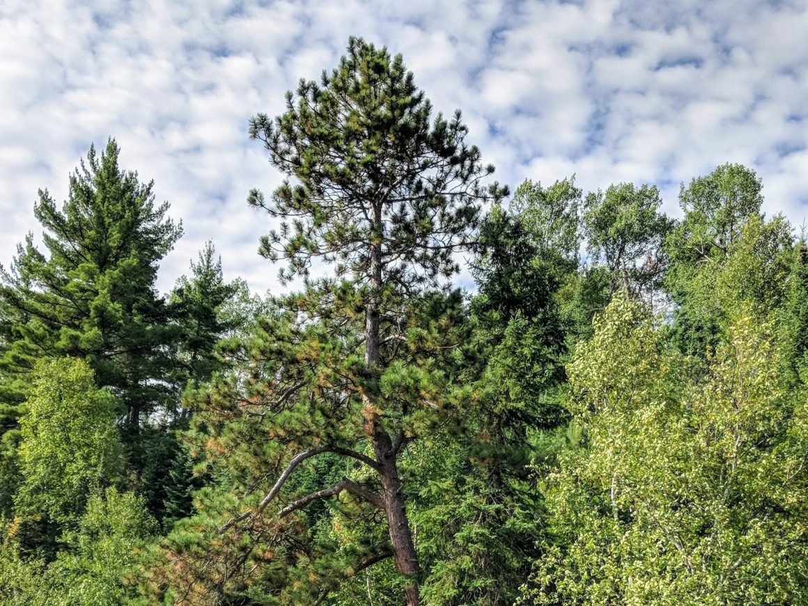 Voyageurs National Park