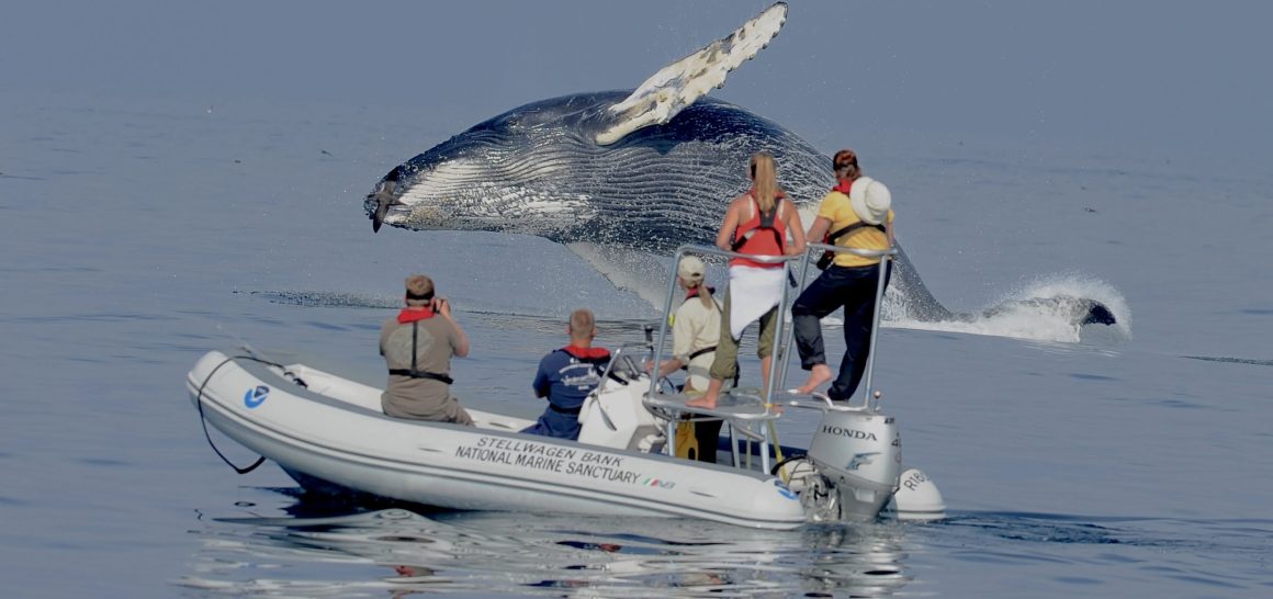 Whale watching on Stellwagen Bank