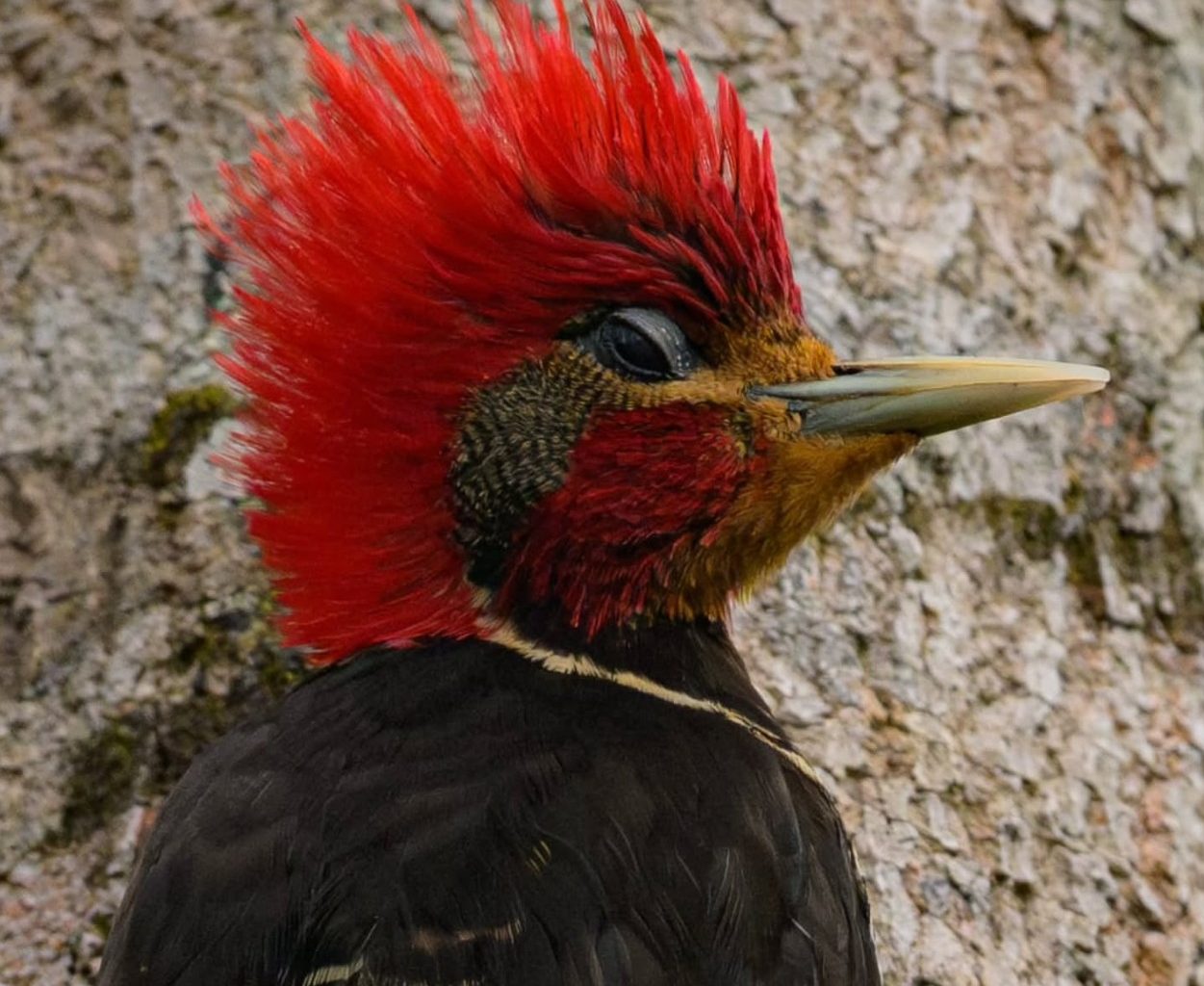 bird watching brazil guide
