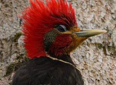 bird watching brazil guide