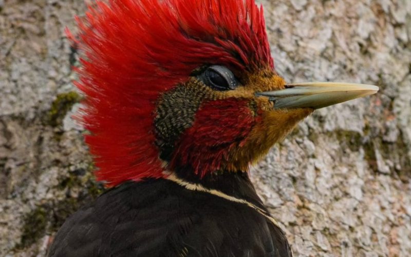 bird watching brazil guide