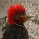 bird watching brazil guide