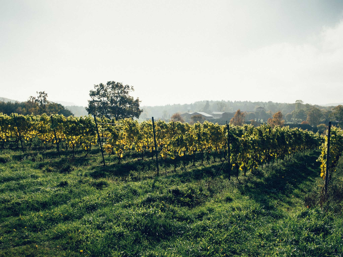 
Kullaberg Winery, Sweden