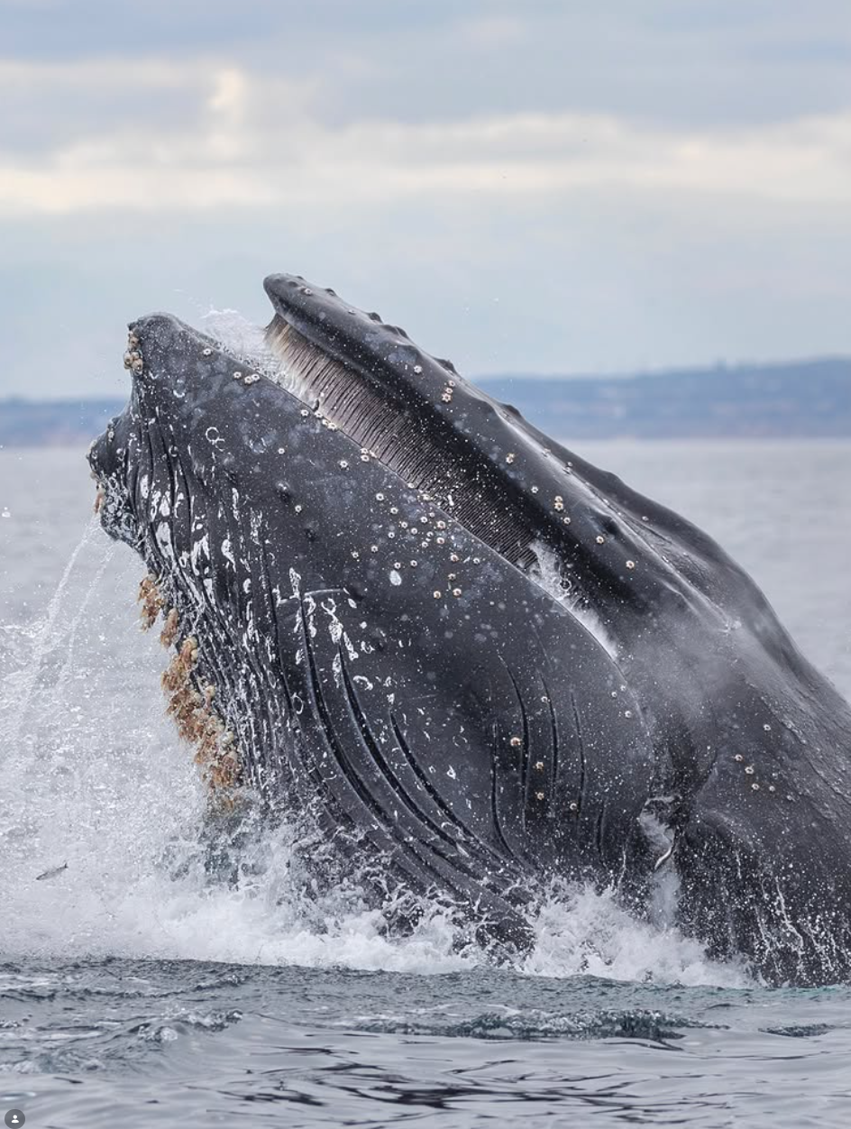 Whale watching places