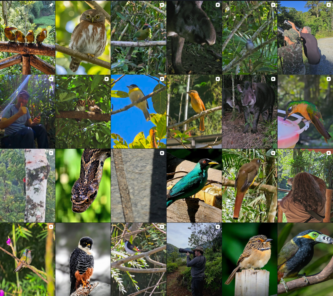 Alef Felipe - a bird atching guide instagram